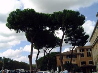 In rome , langs de Tiber, stonden deze prachtige bomen.